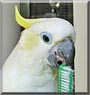 Lily the Yellow Crested Cockatoo