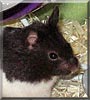 Oreo the Panda Bear Hamster