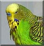 Billy the Budgie