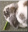 Nibbles the Mini Lop Rabbit
