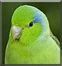 Levi the Pacific Parrotlet