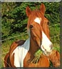 Winnie the Miniature Horse