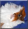 Filina the Abyssinian Guinea Pig