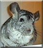 Fluff the Standard Grey Chinchilla