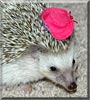 Twitch the African Pygmy Hedgehog