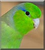 Timber the Pacific Parrotlet