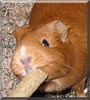 Tupsi the Guinea Pig