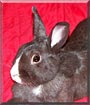 Snickers the American Rabbit