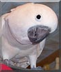 Max the Moluccan Cockatoo