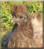 Minnie the Silkie Chicken
