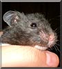 Tarzan the Panda Bear Hamster
