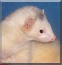 Tokai the Ferret