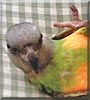 Paulie the Senegal Parrot