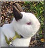 Mico the Dwarf Rabbit