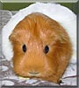 Cinnamon the Sheltie Guinea Pig