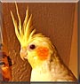 Honey the Lutino Cockatiel