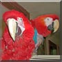 Jack, Lizzie the Scarlett, Greenwing Macaw