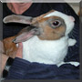 Hazel the Dutch Rabbit