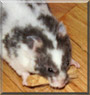 Miss Spots the Hamster