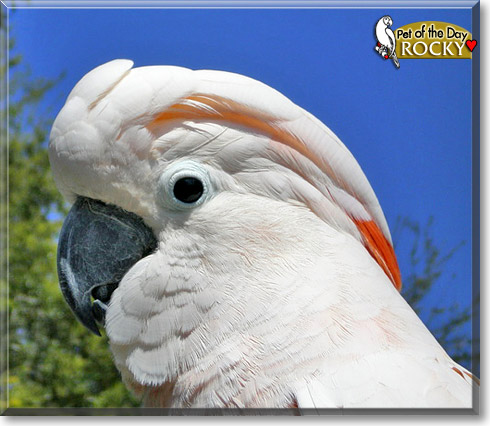 Rocky, the Pet of the Day Rocky, the Pet of the Day