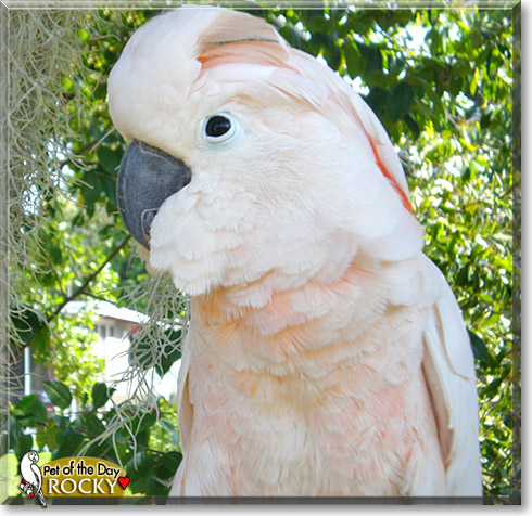Rocky, the Pet of the Day