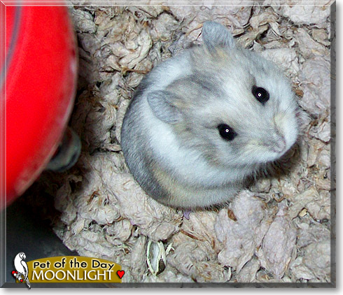Moonlight, the Pet of the Day