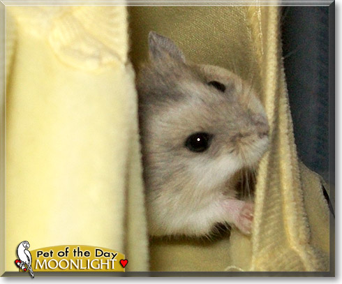 Moonlight, the Pet of the Day