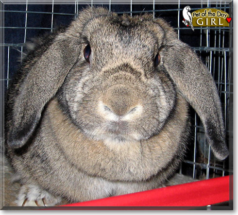 Girl, the Pet of the Day