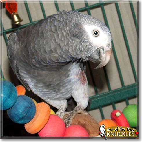 Knuckles, the Pet of the Day Knuckles, the Pet of the Day