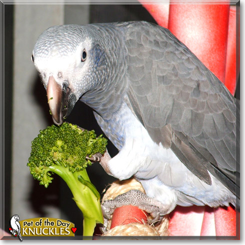 Knuckles, the Pet of the Day Knuckles, the Pet of the Day