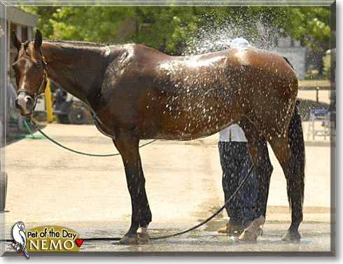 Nemo, the Pet of the Day