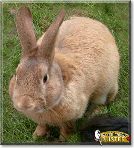 Buster, the Pet of the Day Buster, the Pet of the Day
