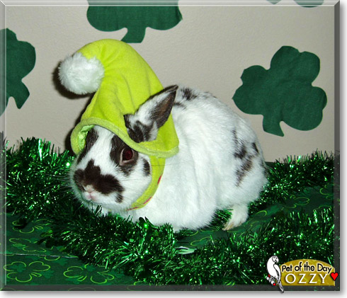 Ozzy, the Pet of the Day