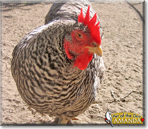 Amanda, the Pet of the Day Amanda, the Pet of the Day