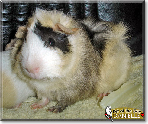 Danielle, the Pet of the Day