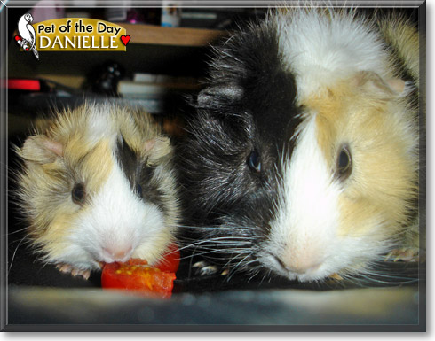 Danielle, the Pet of the Day