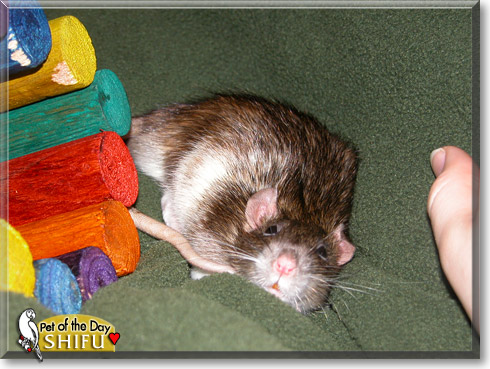 Shifu, the Pet of the Day