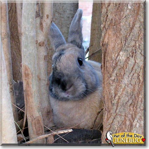 Junebug, the Pet of the Day Junebug, the Pet of the Day