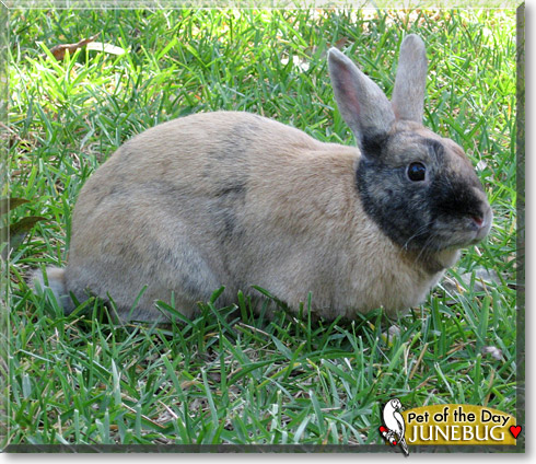 Junebug, the Pet of the Day Junebug, the Pet of the Day