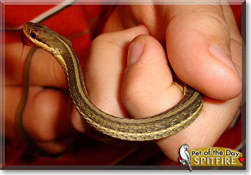 Spitfire, the Pet of the Day Spitfire, the Pet of the Day