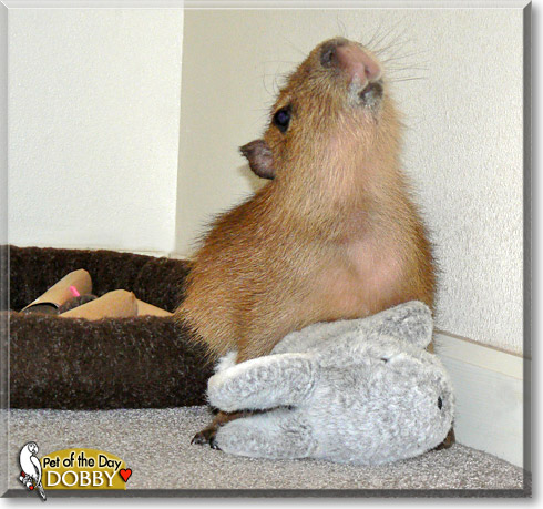 Dobby, the Pet of the Day Dobby, the Pet of the Day