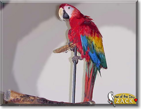 Zack, the Pet of the Day Zack, the Pet of the Day