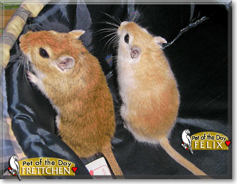 Frettchen, Felix, the Pet of the Day