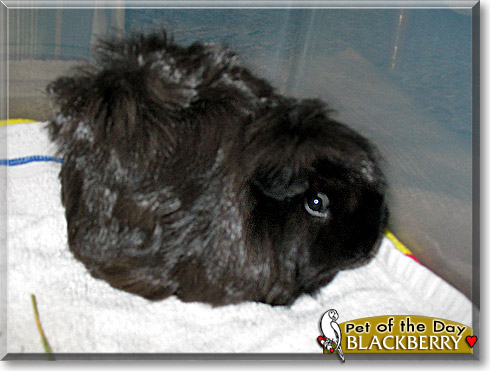 Blackberry, the Pet of the Day Blackberry, the Pet of the Day