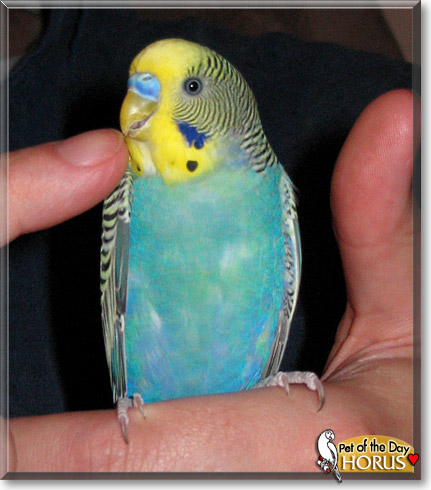 Horus, the Pet of the Day Horus, the Pet of the Day