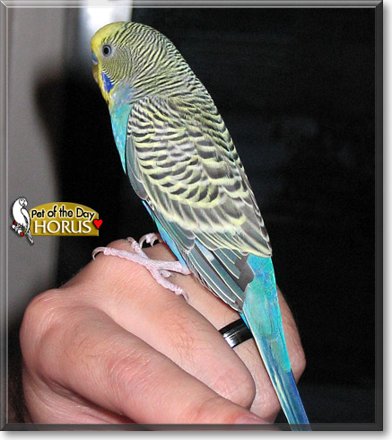 Horus, the Pet of the Day Horus, the Pet of the Day