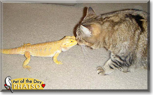 Phatso, the Pet of the Day