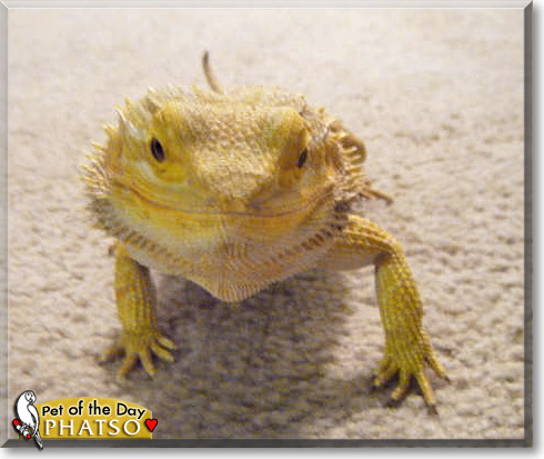 Phatso, the Pet of the Day