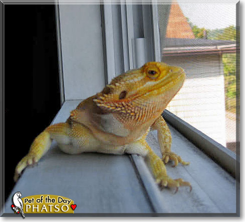 Phatso, the Pet of the Day