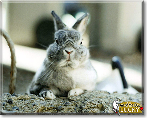 Lucky, the Pet of the Day Lucky, the Pet of the Day